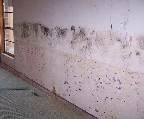 How does SteraMist Help with Mold?