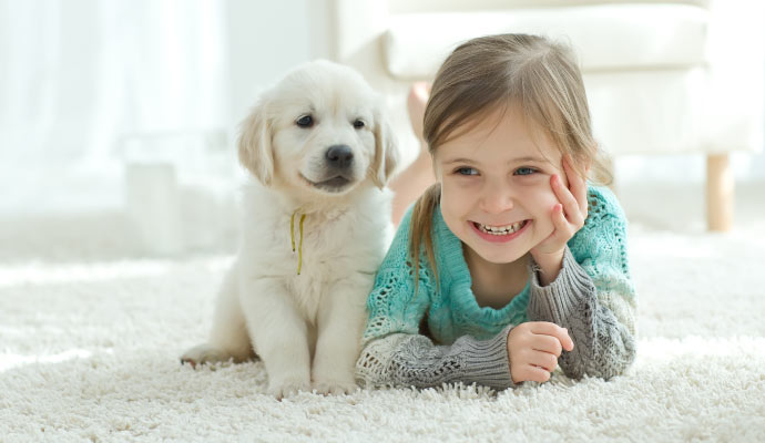 Pet on a carpet in a room