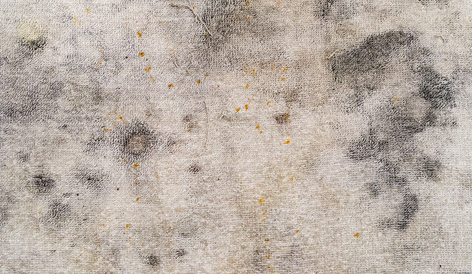 mold-on-carpet