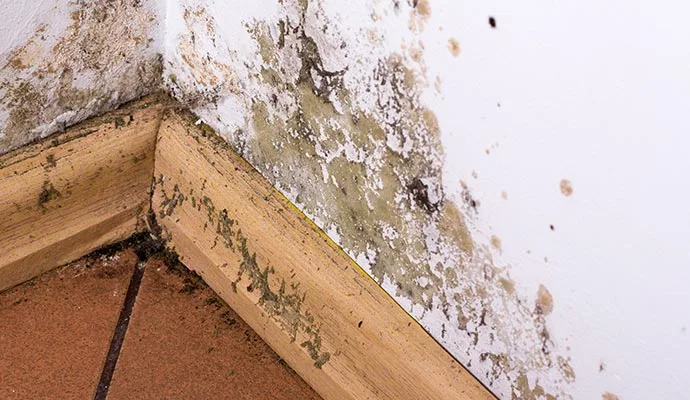 Places Where Mold Contamination is Difficult to See