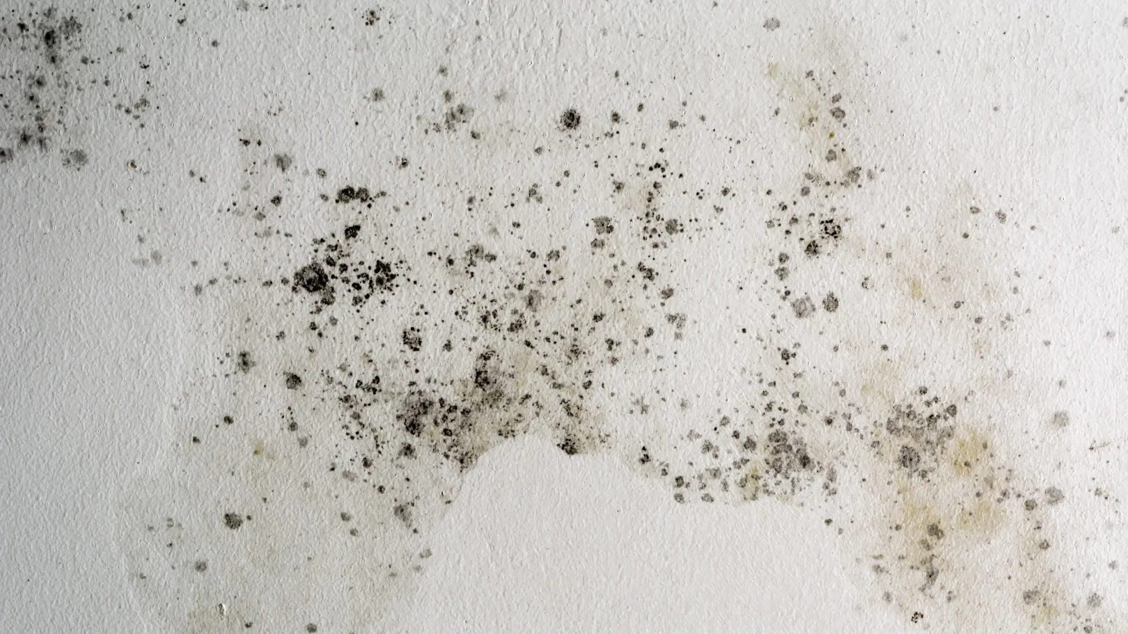 how mold testing works