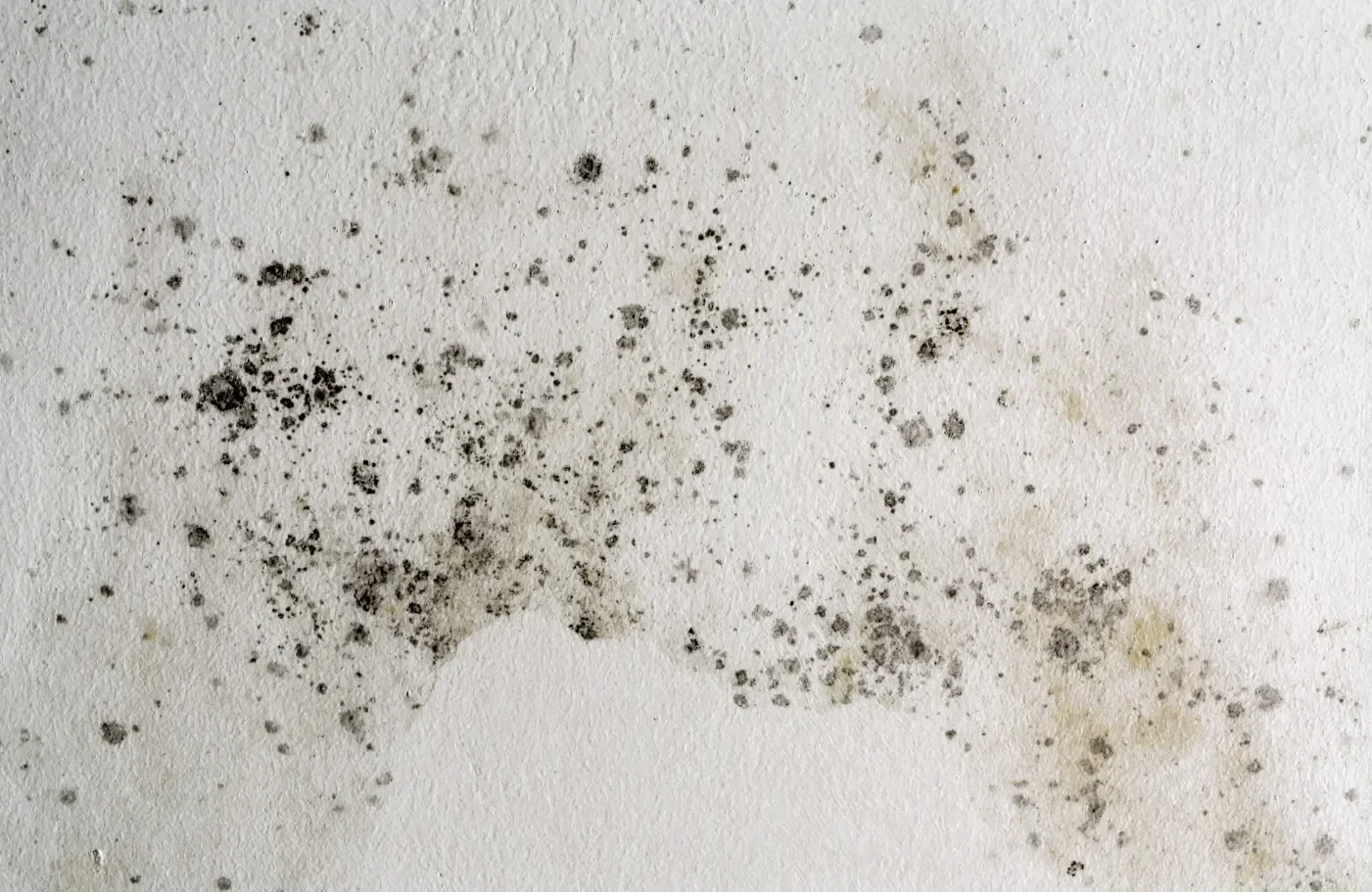 How Cold Weather Can Impact Indoor Air Quality Prevent Mold & Mildew with Carpet Cleaning, Mold Remediation Idaho Falls
